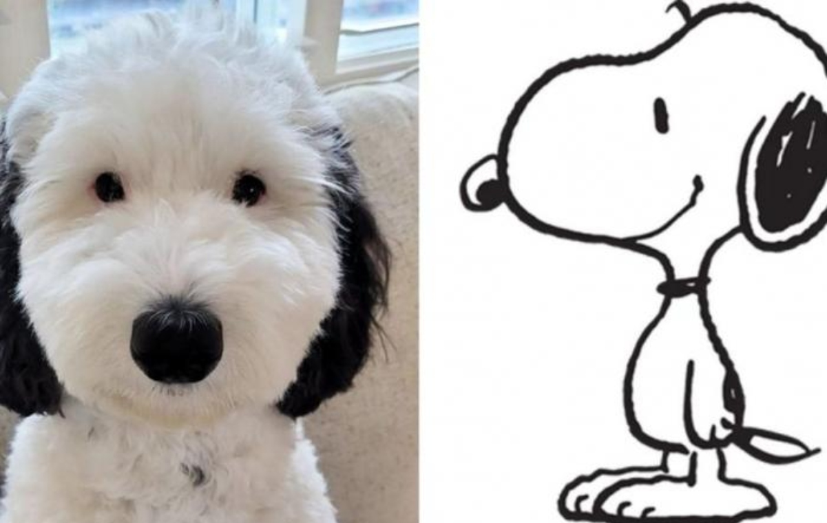 Snoopy esiste davvero! La storia di Bayley, la cucciola che somiglia all'amico a quattro zampe di Charlie Brown