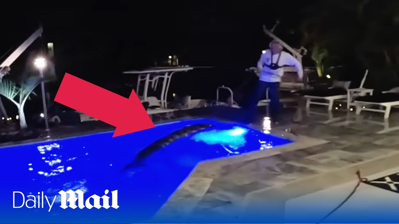 [Video] Florida: Uomo Trova enorme coccodrillo in piscina