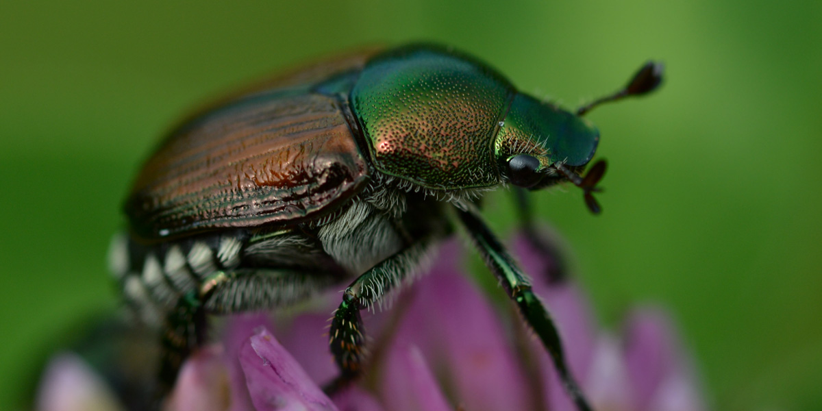 Popilia Japonica