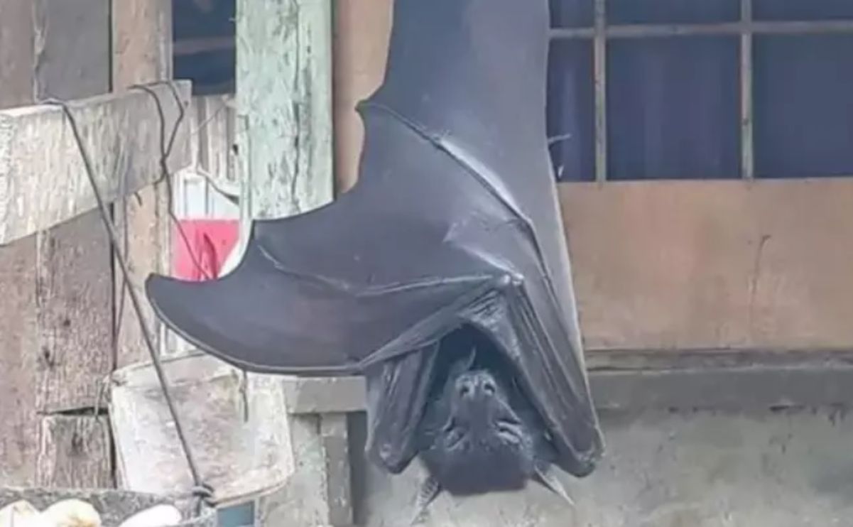 Si, questo pipistrello è davvero gigante. Ma per fortuna è innocuo. Leggi perché.