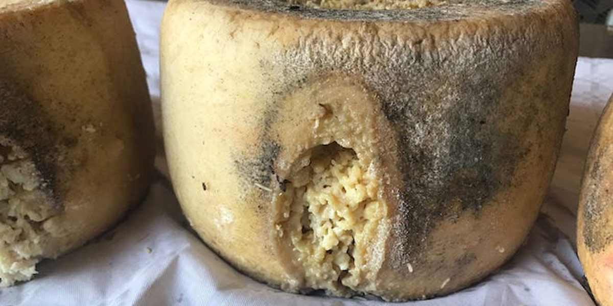 Casu Marzu