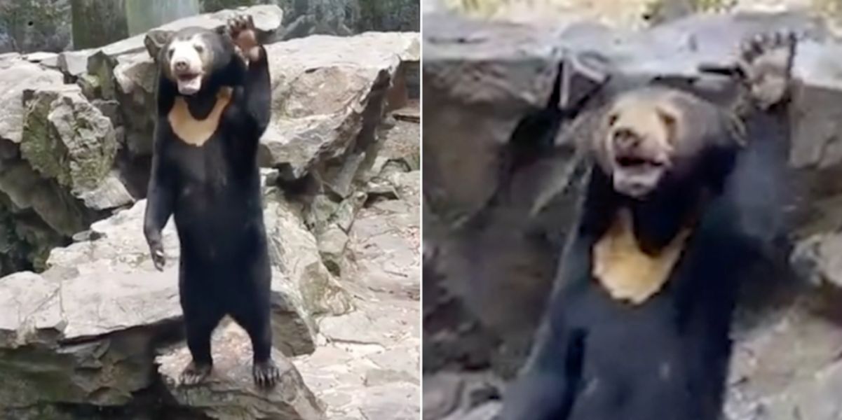 Uno zoo cinese sta travestendo degli esseri umani da orsi?