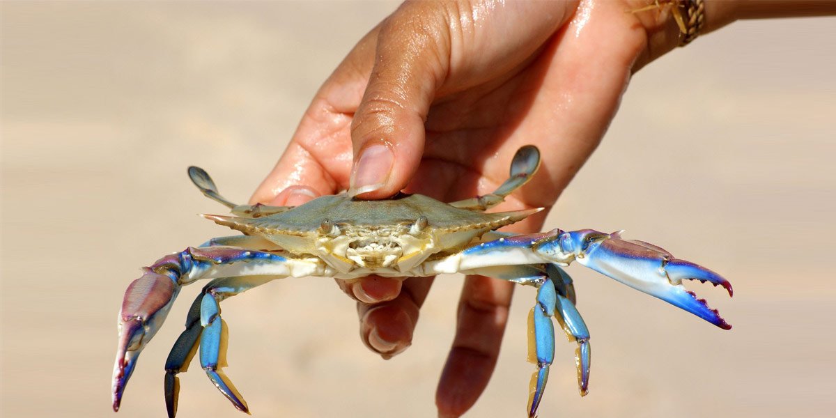 Vedi come il Granchio Blu sta minacciando i mari italiani e come possiamo trasformare questa sfida in un'opportunità economica. Esplora le soluzioni e l'uso gastronomico di questa prelibatezza marina. Il Granchio Blu in Italia: come convertire in opportunità una possibile minaccia