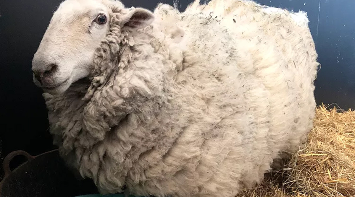 Pecora che ha vissuto con un gruppo di canguri salvata e tosata dopo cinque anni