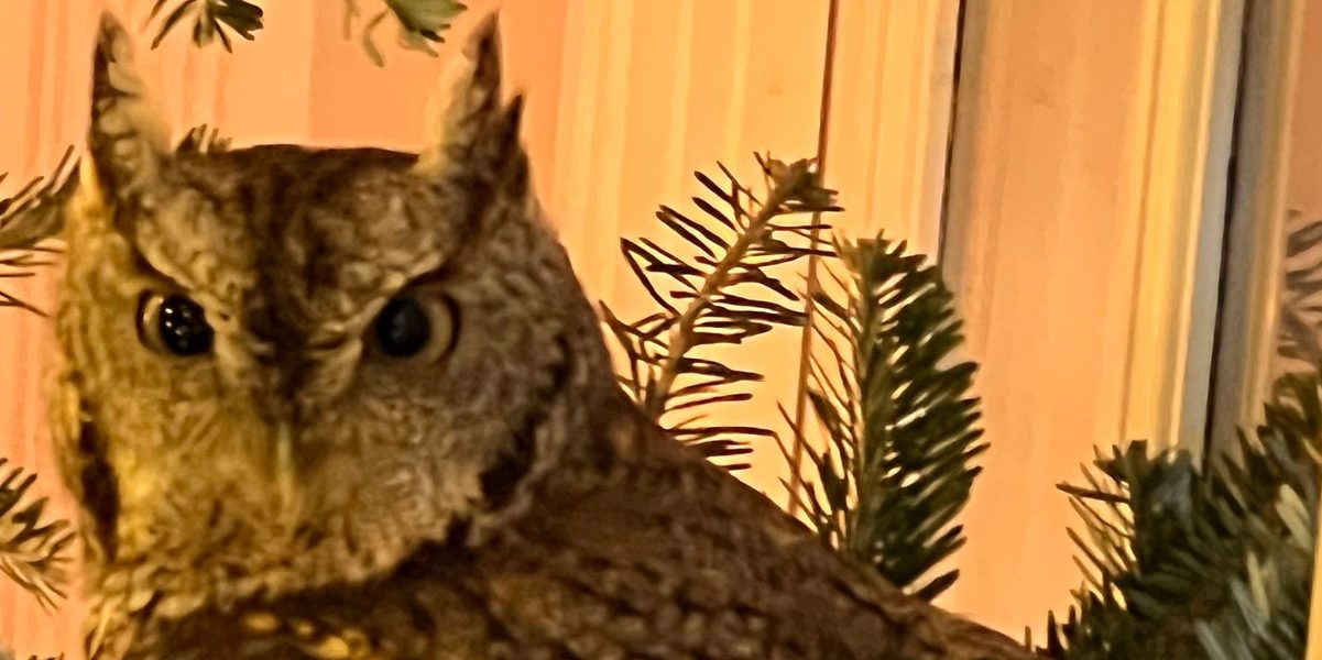 Famiglia trova un cucciolo di gufo tra le decorazioni dell’albero di Natale