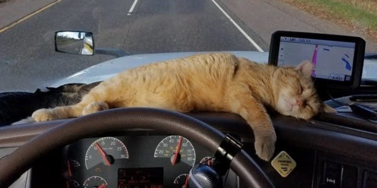 Gatto si allontana da camion: autista lo ritrova 1080 km dopo