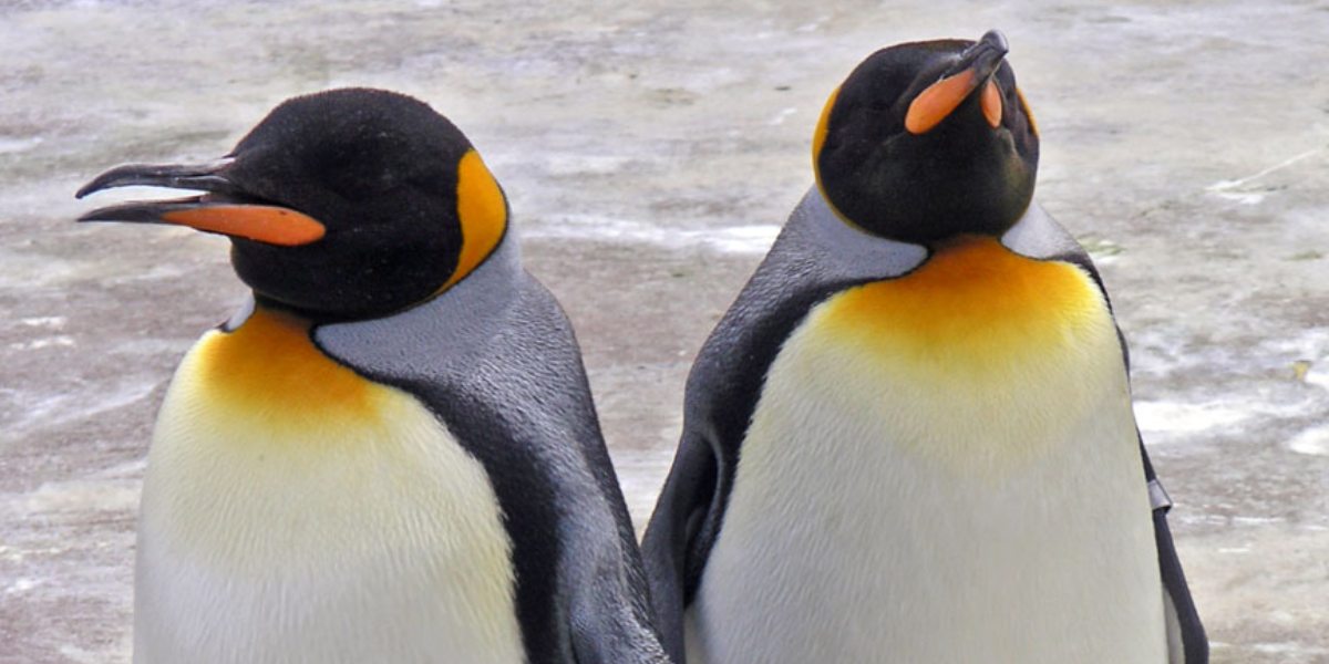 Pinguino Reale fa un’insolita visita sulle spiagge dell’Australia del Sud