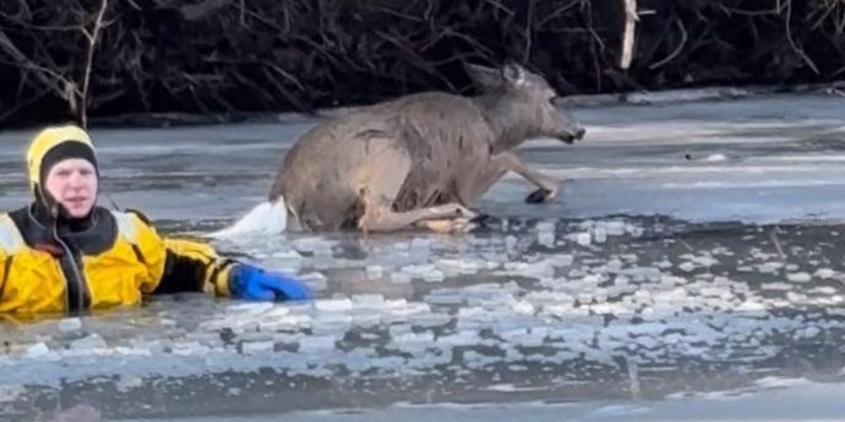 Video: pompiere del Minnesota salva un cervo caduto nel ghiaccio