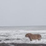 Leone Asiatico: Scopri l'incontro straordinario dei leoni asiatici sulle rive del Mar Arabico in India e i loro sforzi di conservazione.