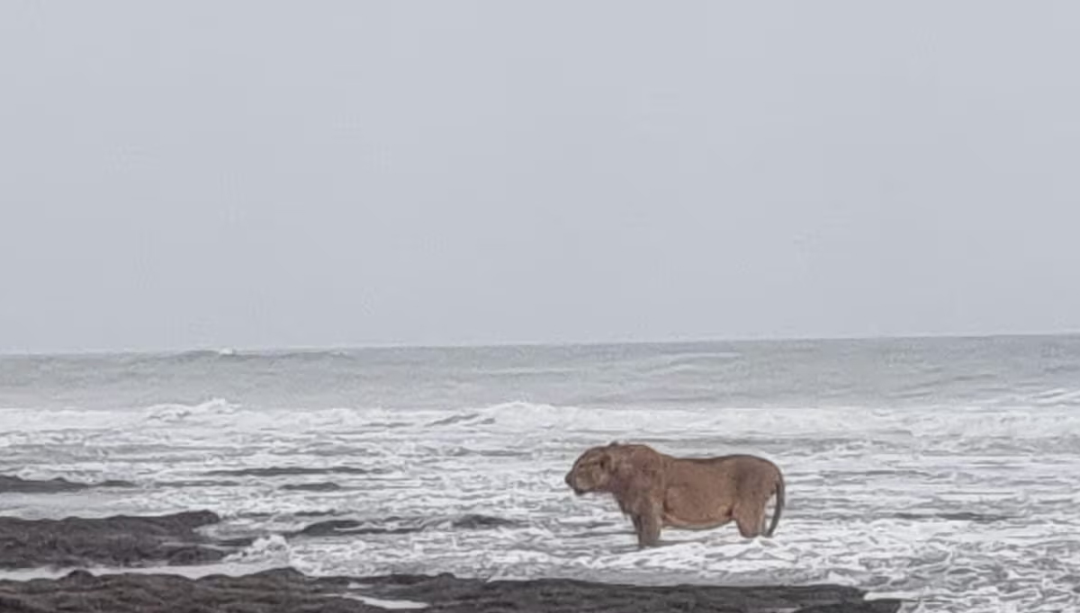 Leone Asiatico: Scopri l'incontro straordinario dei leoni asiatici sulle rive del Mar Arabico in India e i loro sforzi di conservazione.