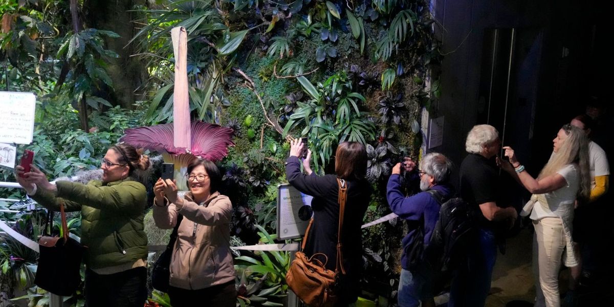 La puzza intensa del fiore cadavere attira i visitatori a San Francisco