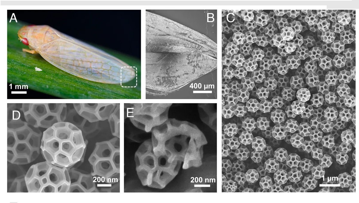 Brocosomi mantello dell'invisibilità - Come le cicaline ispirano la creazione di un materiale grazie alle loro particelle uniche.