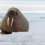 Turista multato per essersi avvicinato troppo a un tricheco nelle Isole Svalbard, in Norvegia