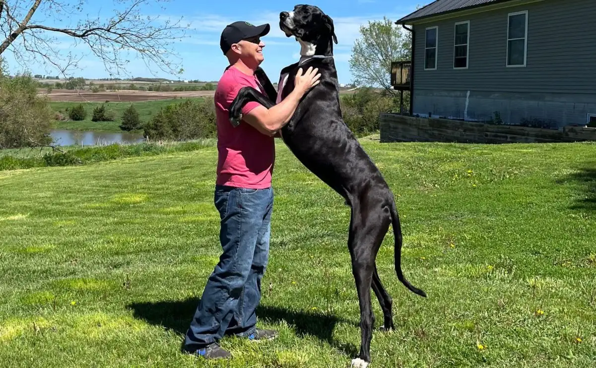 Ecco Kevin, il cane più alto del mondo (ma che è terrorizzato dall’aspirapolvere)