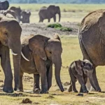 Nuovo studio dimostra che gli elefanti africani si chiamano tra loro usando nomi propri
