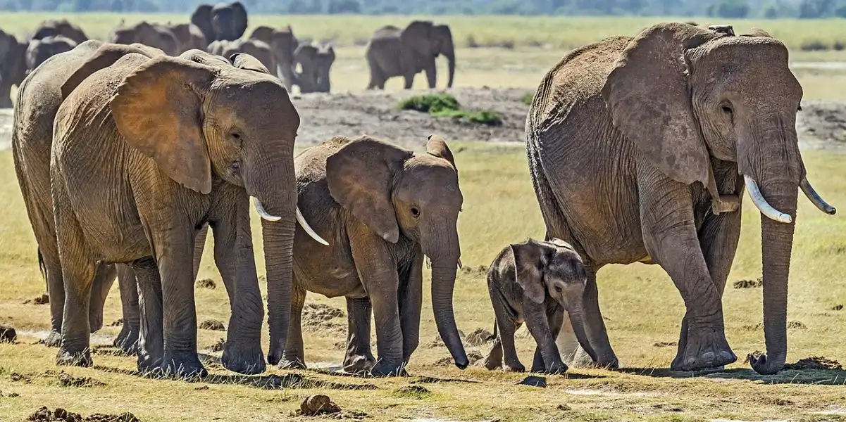 Nuovo studio dimostra che gli elefanti africani si chiamano tra loro usando nomi propri