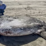 Rarissimo, enorme pesce luna Hoodwinker si riversa su una spiaggia dell’Oregon attirando l’attenzione mondiale