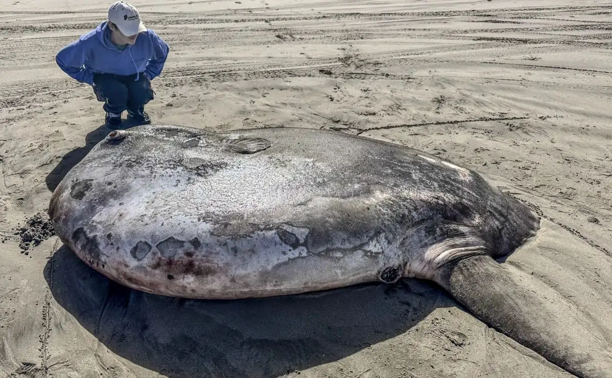 Rarissimo, enorme pesce luna Hoodwinker si riversa su una spiaggia dell’Oregon attirando l’attenzione mondiale