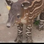 Lo zoo di San Diego annuncia la nascita di un cucciolo di tapiro di Baird, un animale in via di estinzione