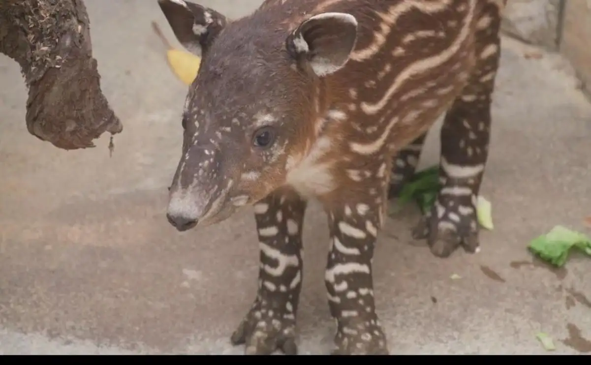 Lo zoo di San Diego annuncia la nascita di un cucciolo di tapiro di Baird, un animale in via di estinzione