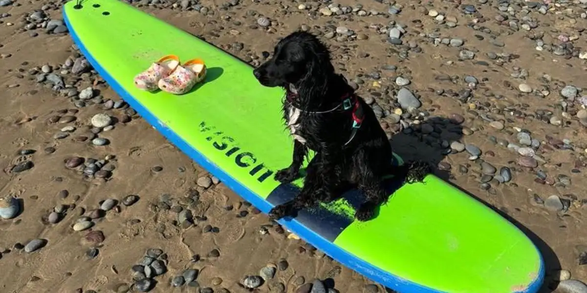 Cane a sei zampe che era stato abbandonato viene adottato