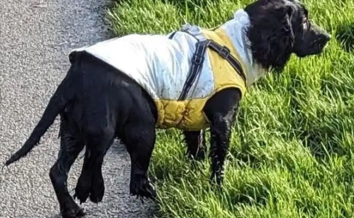 Cane a sei zampe che era stato abbandonato viene adottato