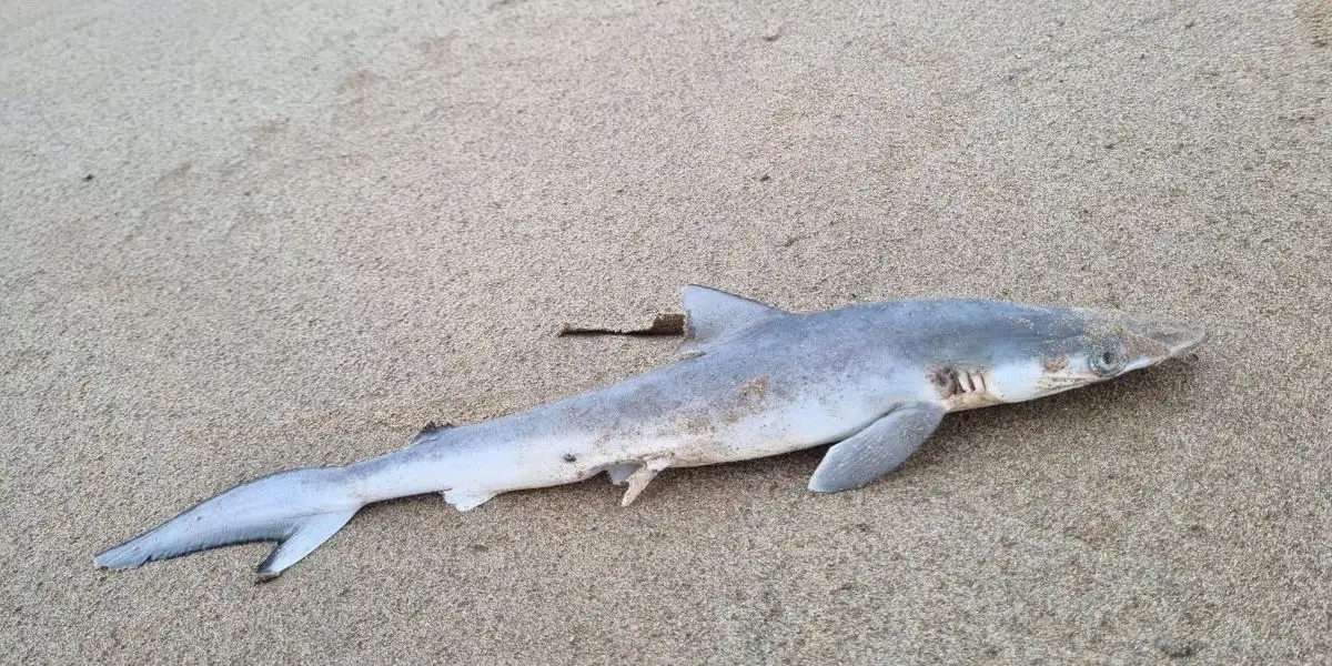 Squali pescati al largo della costa Brasiliana positivi alla cocaina