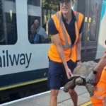 Tartaruga causa ritardi sui treni in Inghilterra dopo essere salita lentamente sui binari