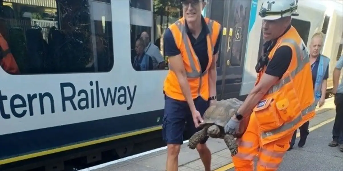 Tartaruga causa ritardi sui treni in Inghilterra dopo essere salita lentamente sui binari