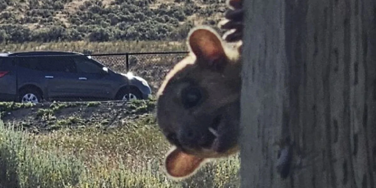 Un kinkajou è stato avvistato in un’area di sosta nello stato di Washington. Ma cos’è un kinkajou?