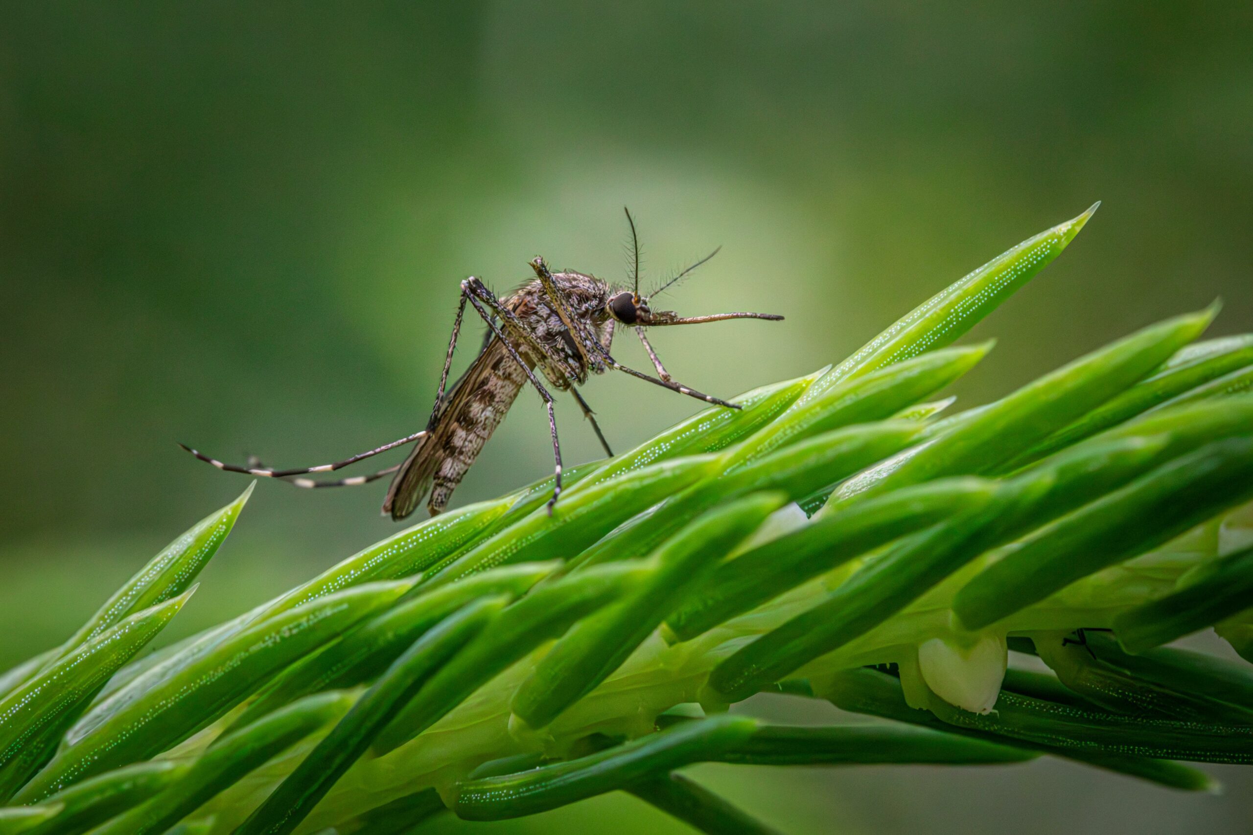 Virus West Nile cosa sapere