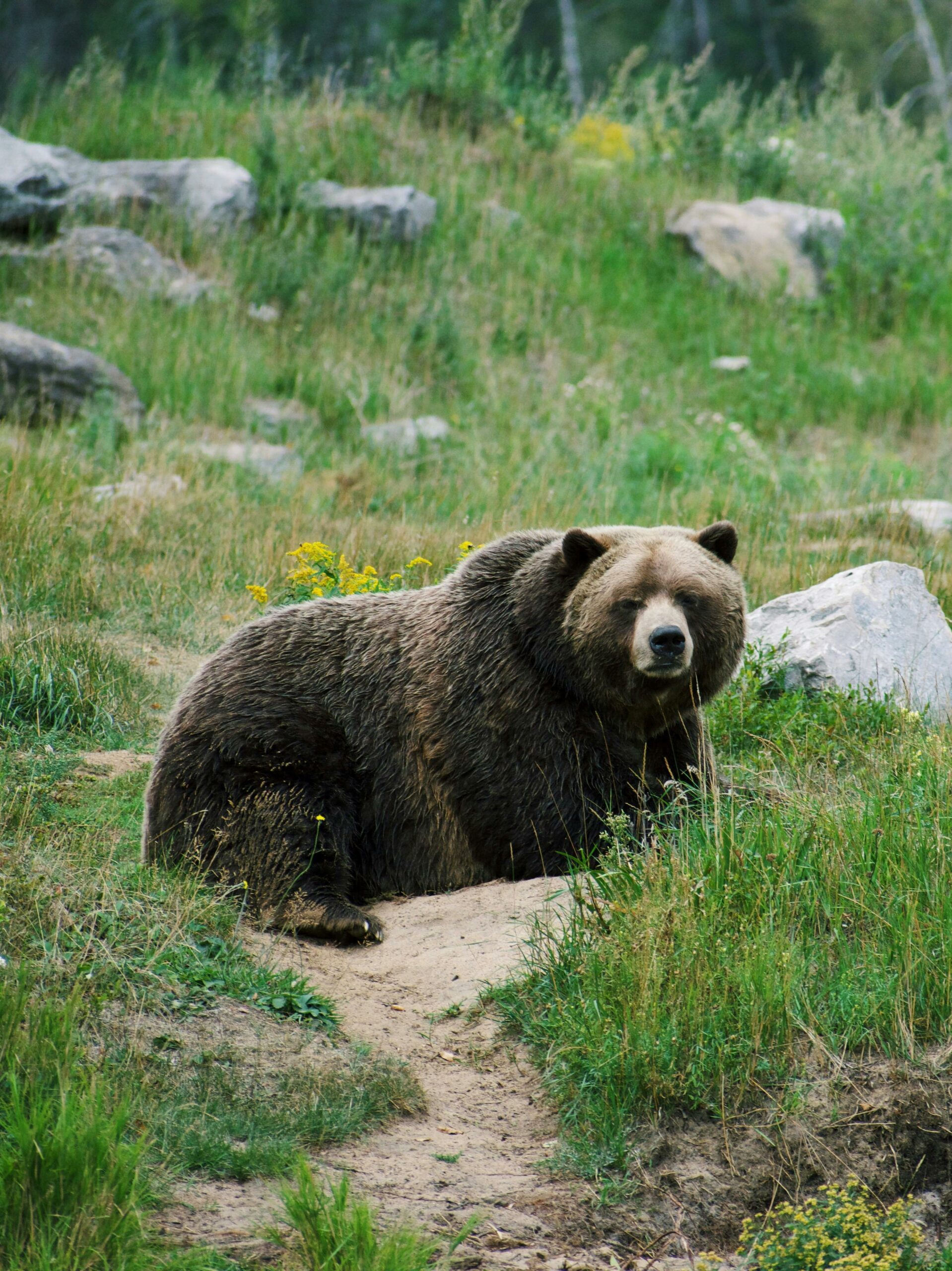 Orso se ne vedi uno cosa fare?