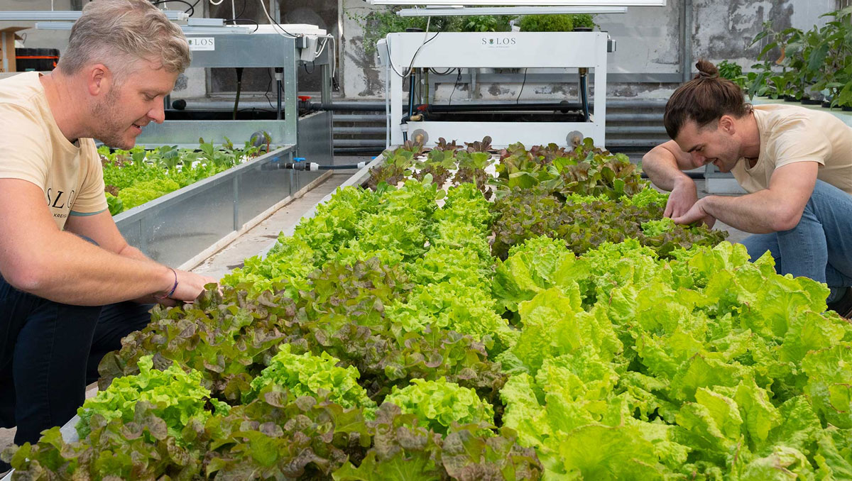 Acquaponica Italia Solos: la startup che rivoluziona l'agricoltura sostenibile combinando allevamento di pesci e coltivazione idroponica