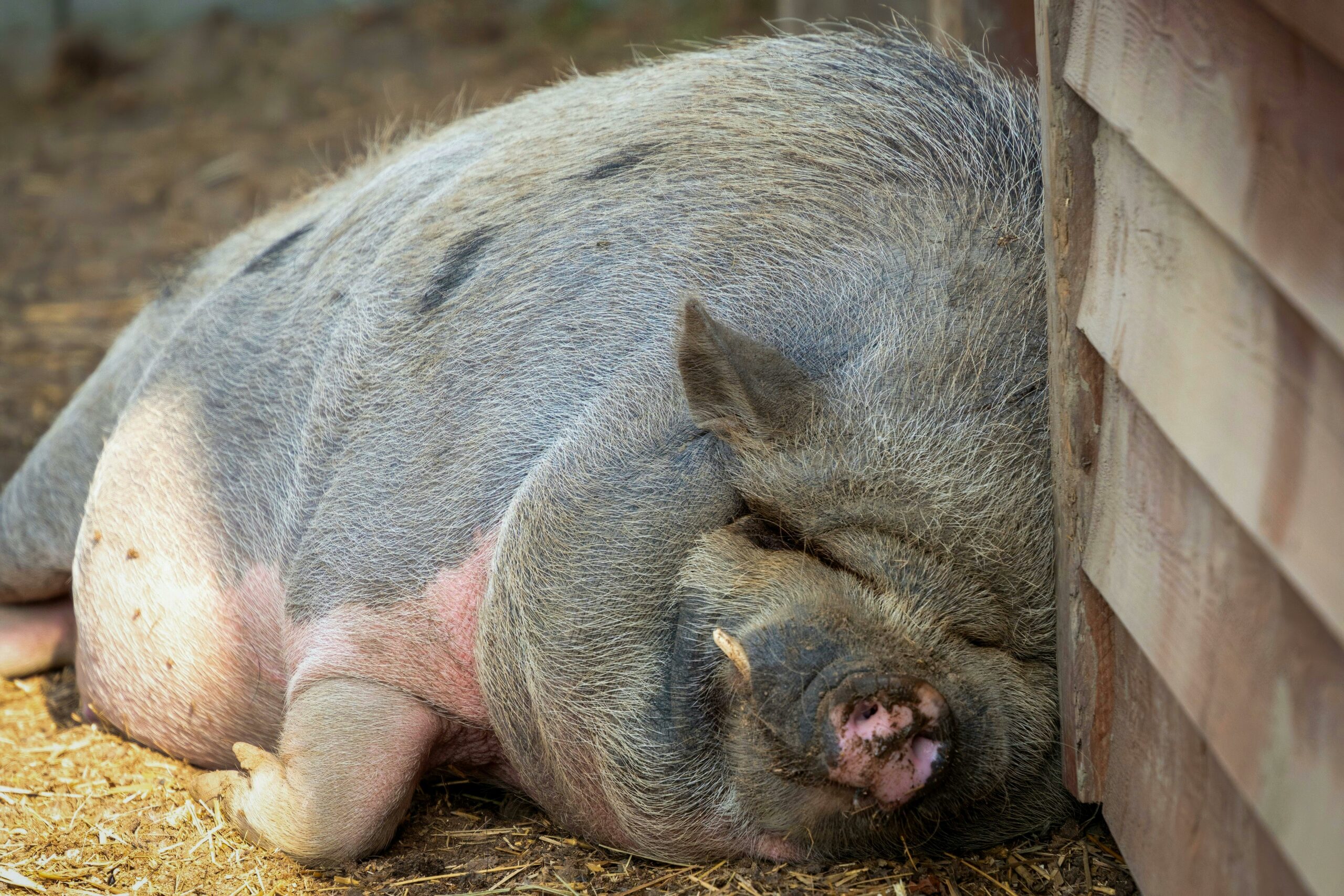 Peste suina quali rischi? Va detto che riguarda solo i maiali, Tuttavia ha un alto tasso di mortalità perciò bisogna tenerla sotto controllo!