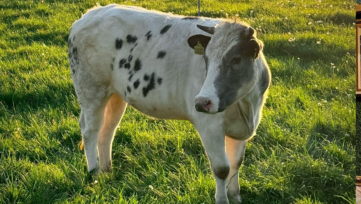 Il morbo della Lingua Blu delle mucche ci deve preoccupare? Per gli esperti non ci sono pericoli a mangiare bistecche o bere latte!