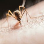 Dengue ora servono i vaccini? La dengue fa preoccupare i virologi che affermano ci vuole un piano nazionale di sorveglianza e disinfezione.