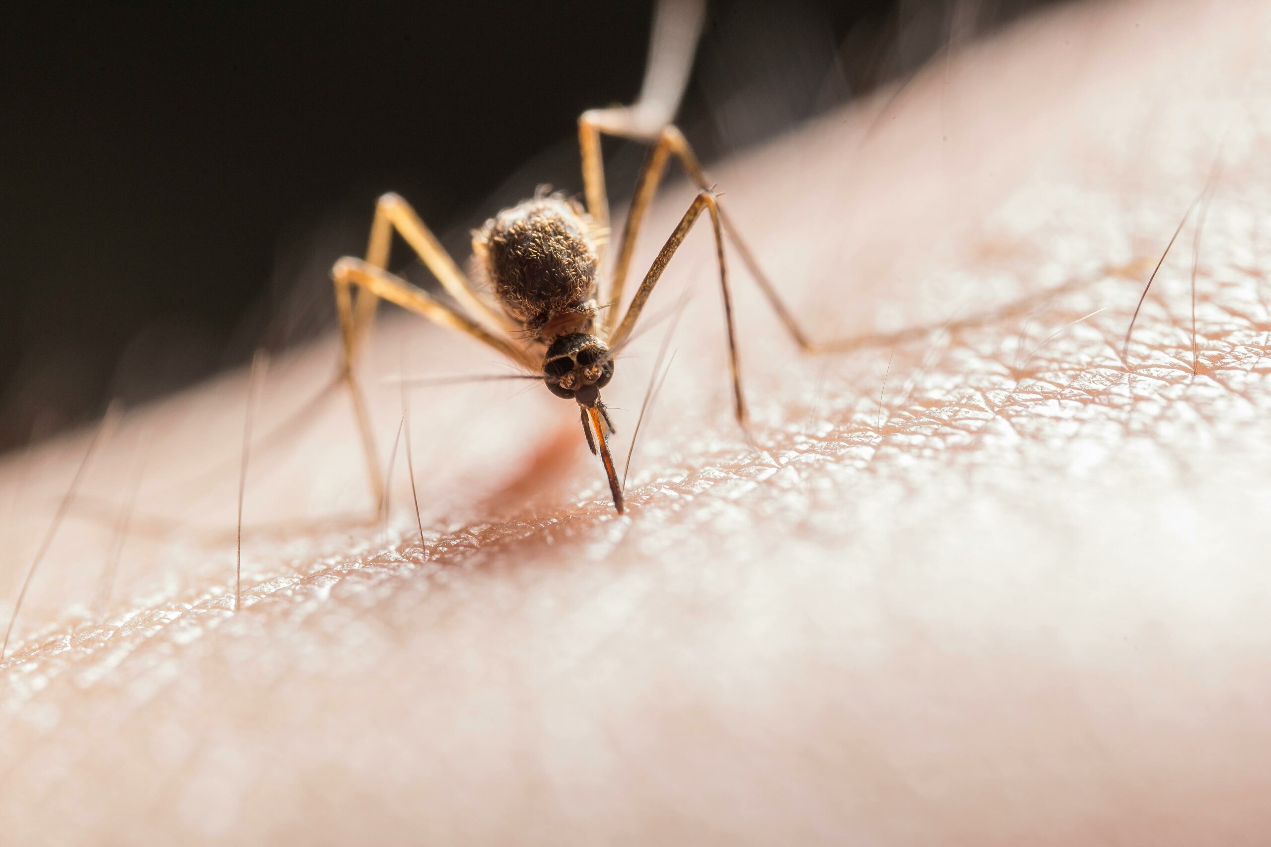 Dengue ora servono i vaccini? La dengue fa preoccupare i virologi che affermano ci vuole un piano nazionale di sorveglianza e disinfezione.