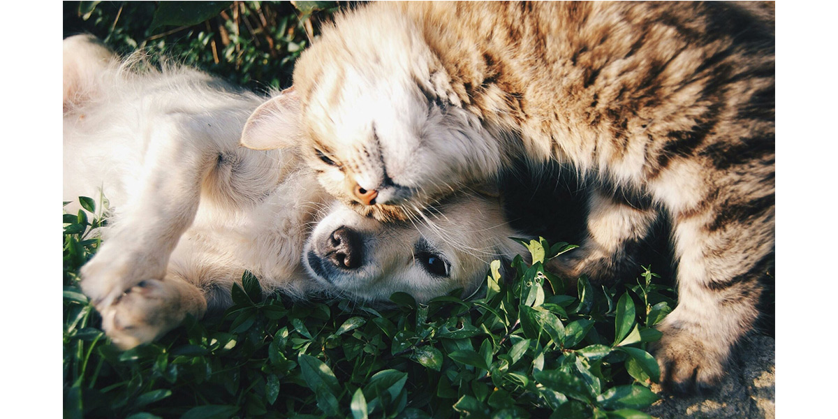 Animali domestici quali spese detrarre se hai un cane o un gatto oppure furetti e conigli te lo sarai chiesto almeno una volta