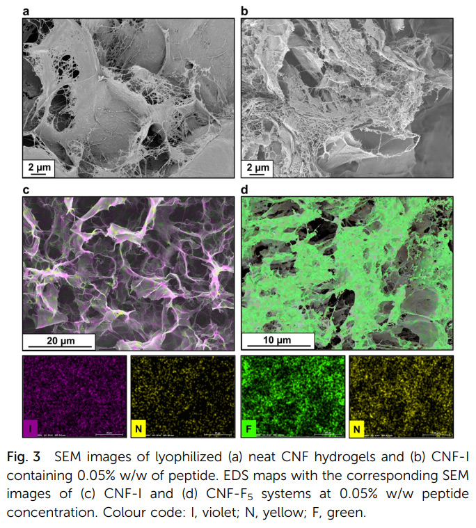 Fonte Immagine - Journal of Materials Chemistry B Carta idrofobica sostenibile: il Politecnico di Milano con le nanofibre di cellulosa e proteine per migliorare il packaging e i biomateriali